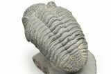 Drotops Trilobite With White Patina - Mrakib, Morocco #235809-3